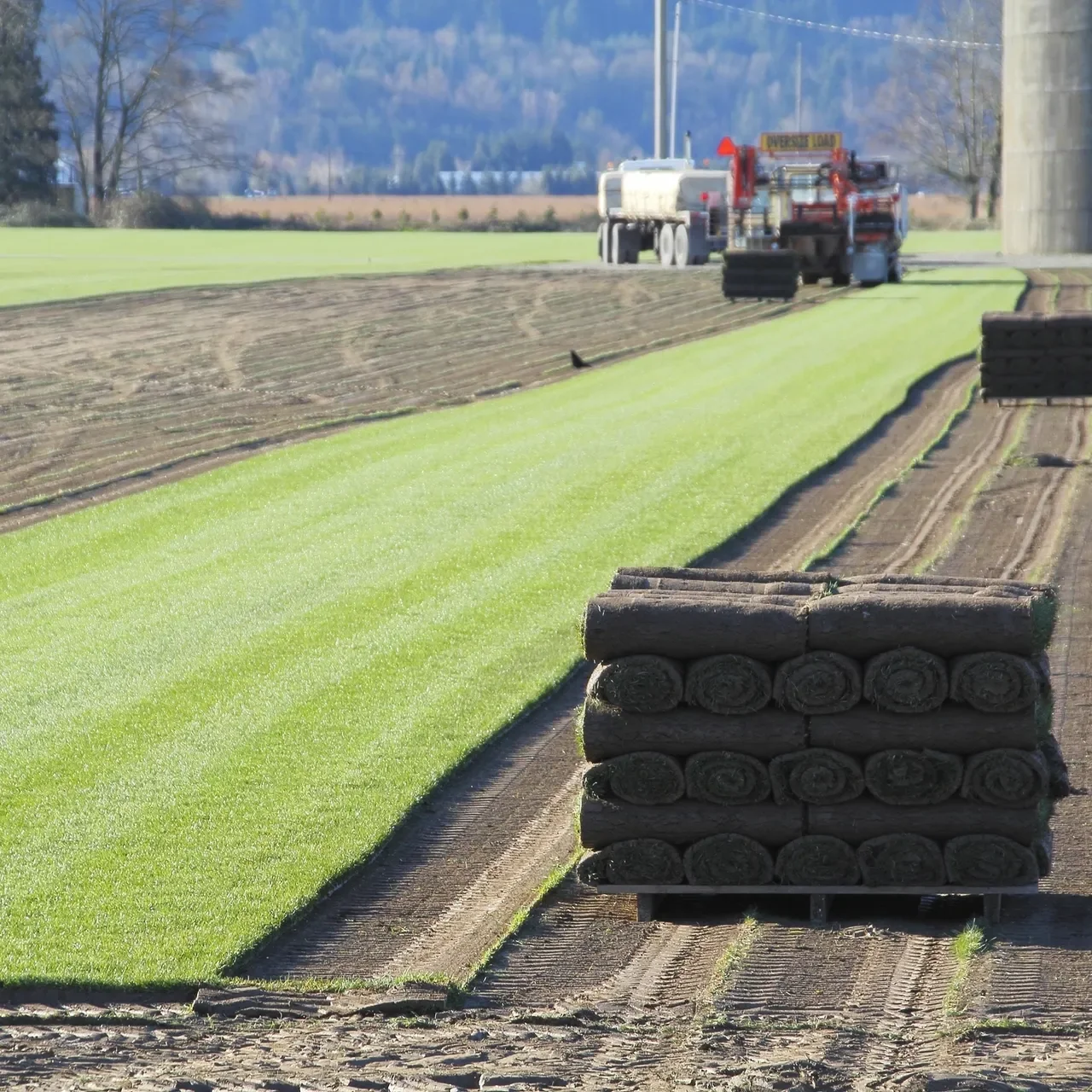 Turf production with harvested sod rolls in an agricultural field.